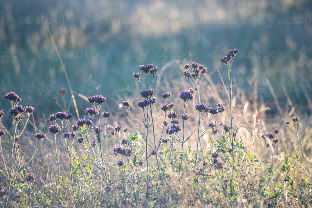 An early morning and dawn light on country wildflowers - Australian Stock Image
