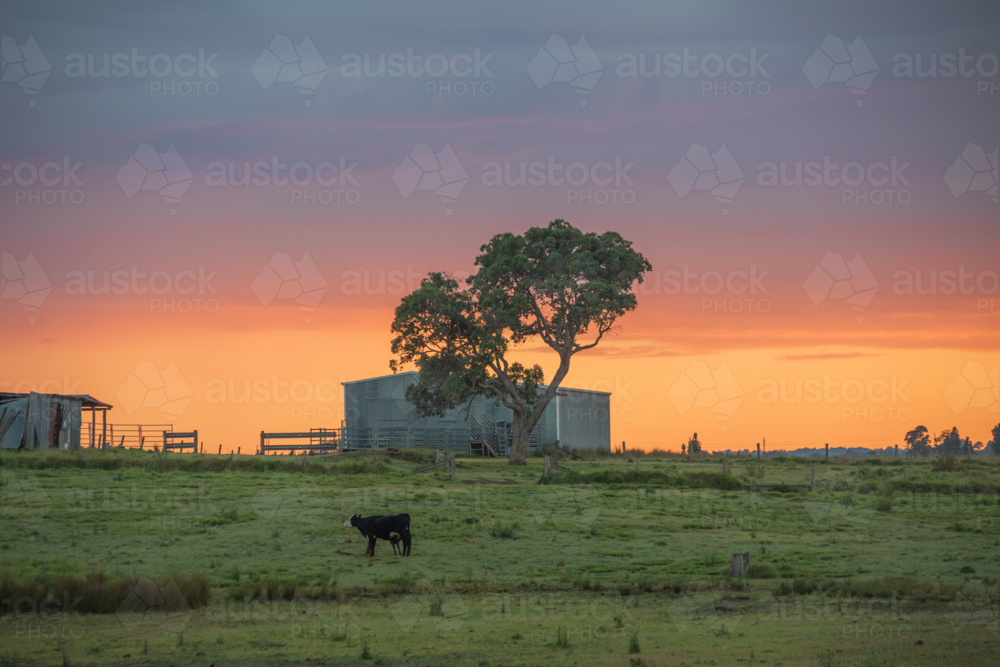 An early morning in the country - Australian Stock Image