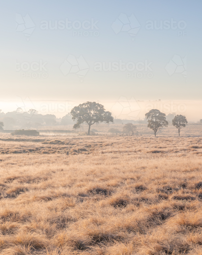 An early winter's morning with a frosty field and trees in the distance - Australian Stock Image