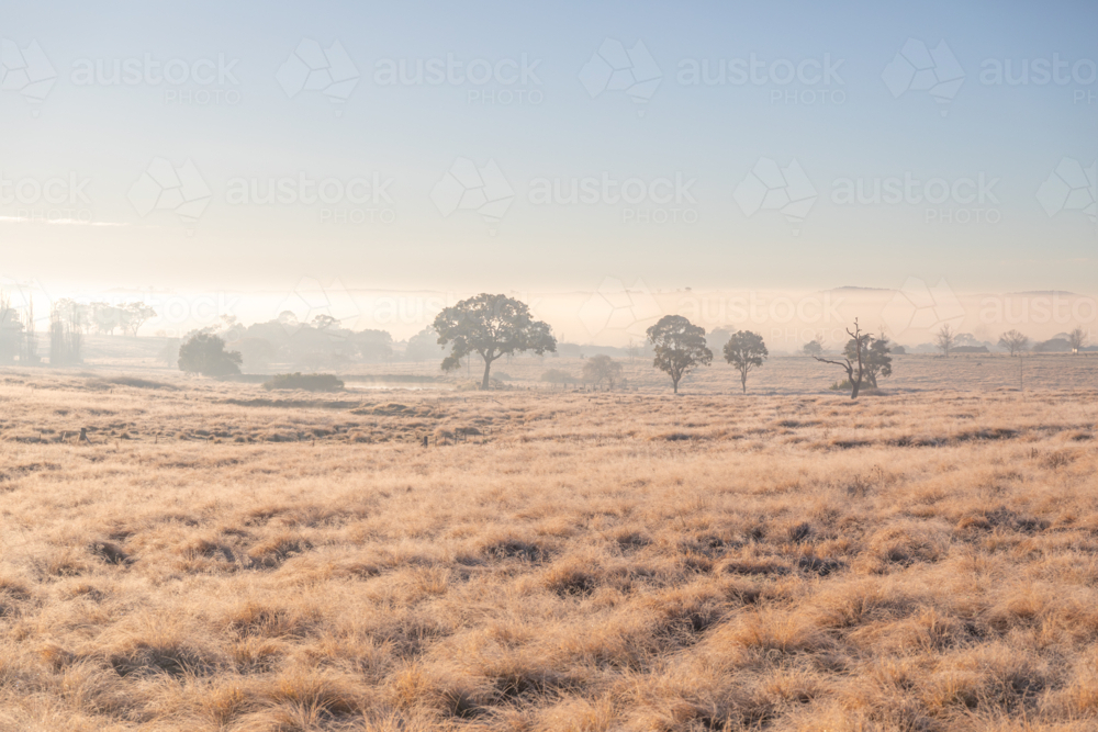 An early winter's morning with a frosty field and trees in the distance - Australian Stock Image