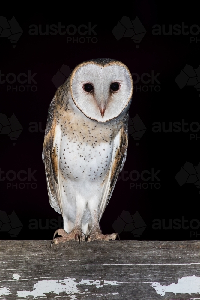 An Eastern Barn Owl staring - Australian Stock Image