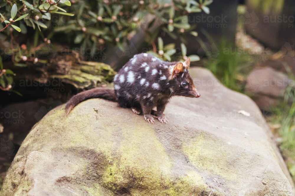 An Eastern Quoll on rock near Cradle Mountain, Tasmania, Australia - Australian Stock Image