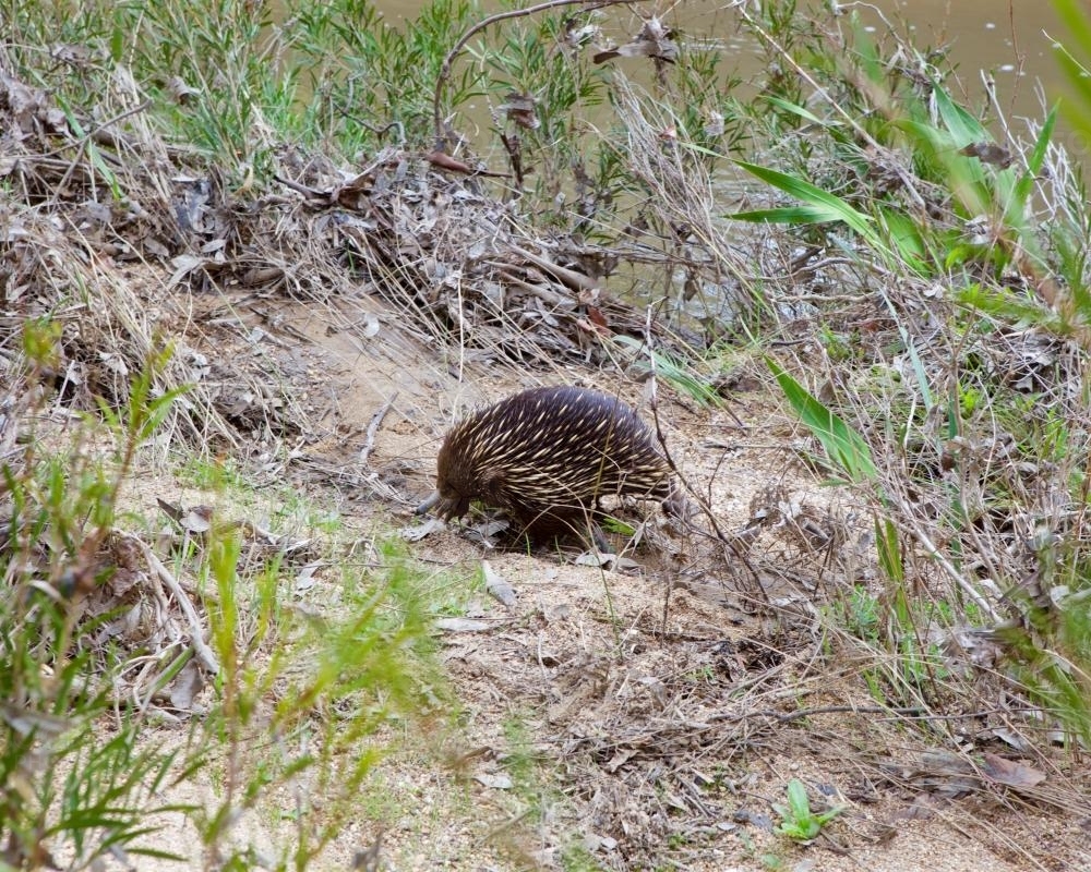 An echidna walking through Australian bushland by a river - Australian Stock Image