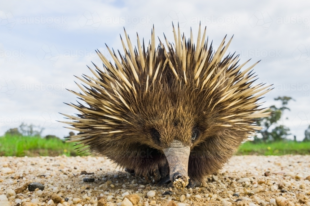 An echidna wanders along a gravel road - Australian Stock Image