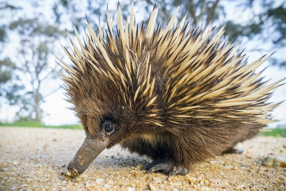 An echidna wanders along a gravel road - Australian Stock Image