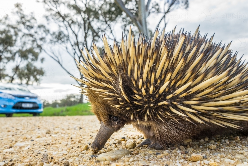 An echidna wanders along a gravel road in front of a car - Australian Stock Image