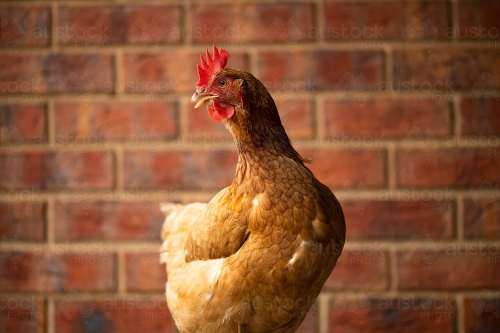 An egg laying free range Isa brown chicken with bricks in the back ground - Australian Stock Image