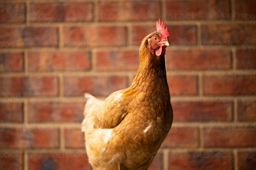 An egg laying free range Isa brown chicken with red brick in back ground - Australian Stock Image