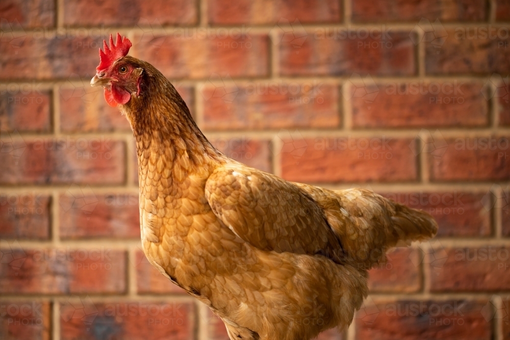 An egg laying free range Isa Brown Chicken with red bricks in the back ground - Australian Stock Image
