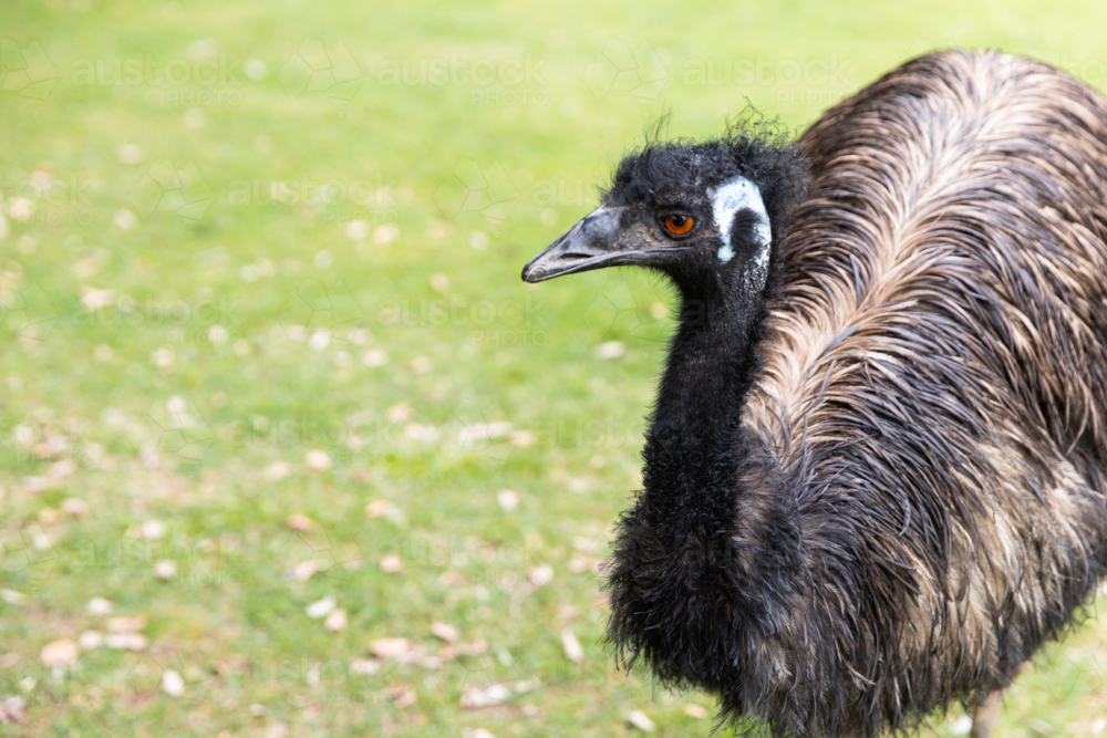 an emu on a damp day with green grass behind - Australian Stock Image