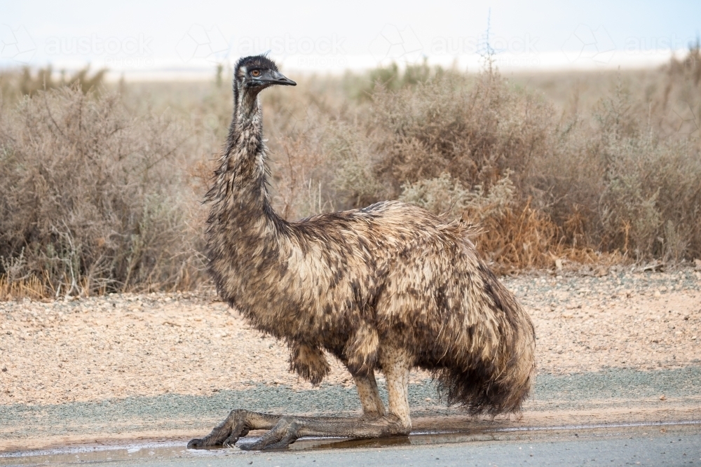 An emu sitting on a road - Australian Stock Image
