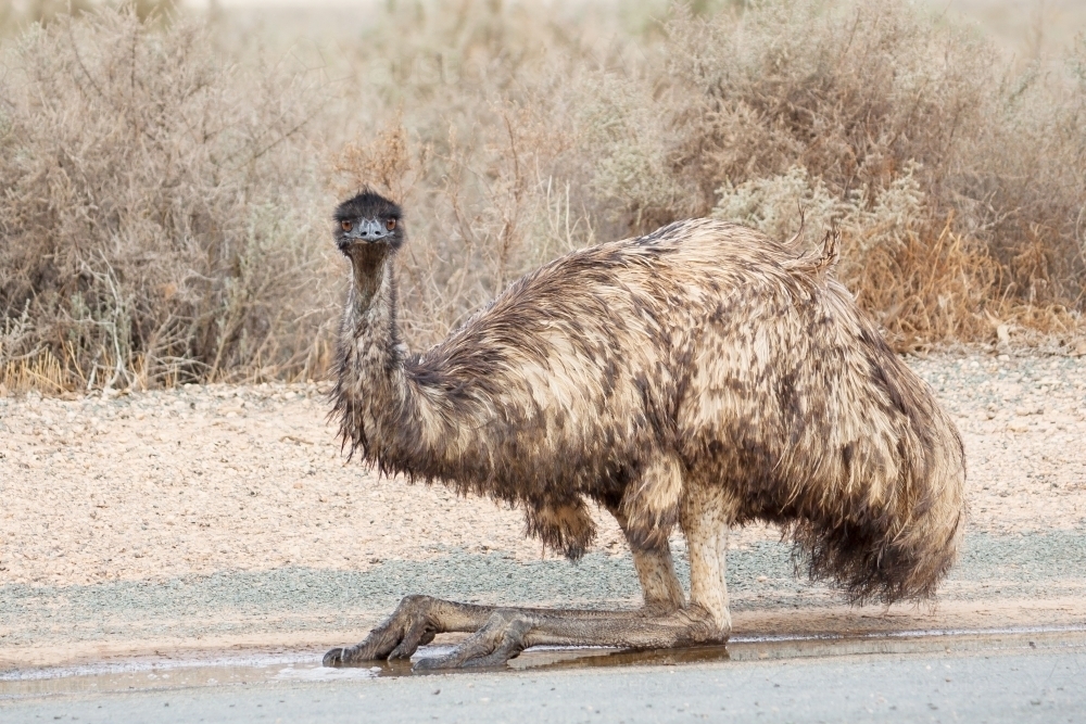 An emu sitting on a road - Australian Stock Image