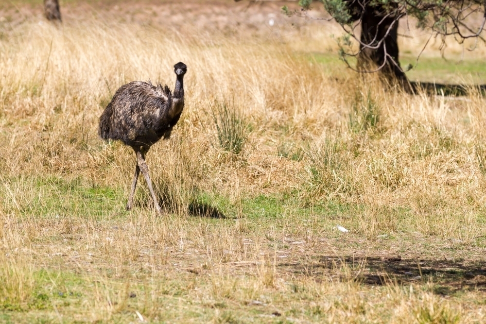 An emu standing amongst grass and trees - Australian Stock Image