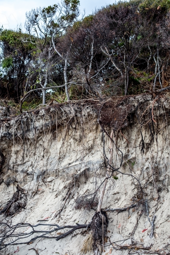 An eroded sand bank shows the roots of native plants - Australian Stock Image