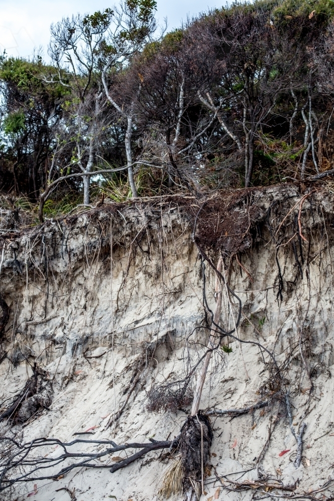 An eroded sand bank shows the roots of native plants - Australian Stock Image