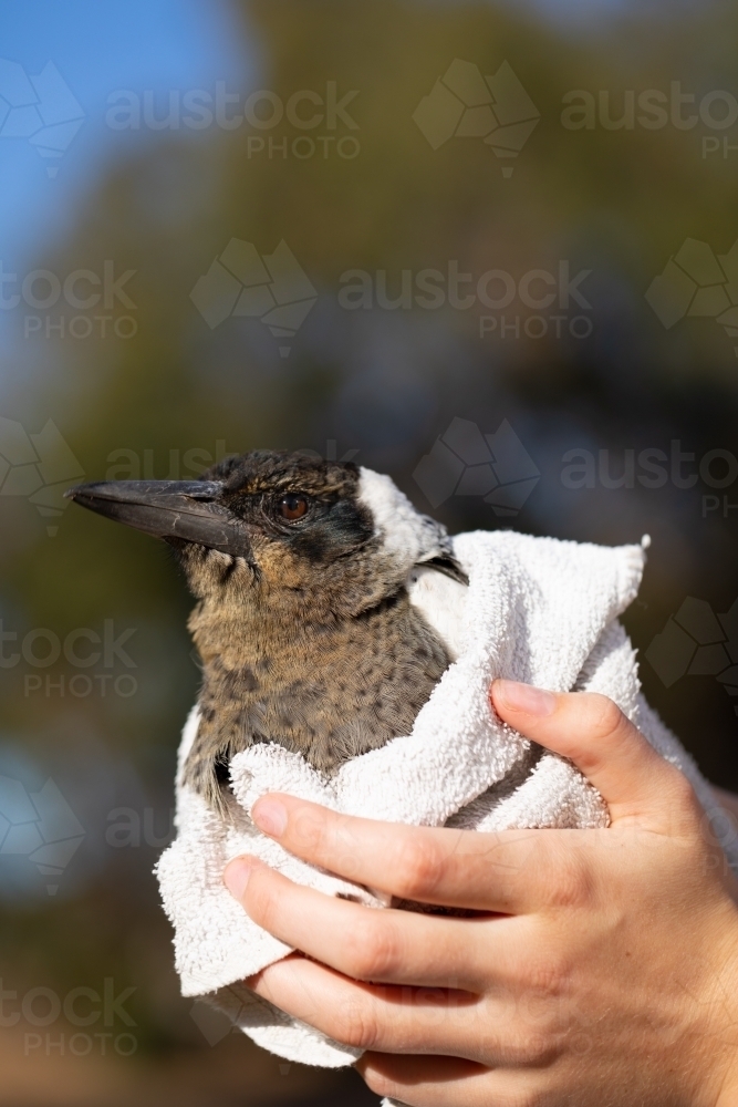 an injured magpie wrapped in a towel being held by young hands - Australian Stock Image