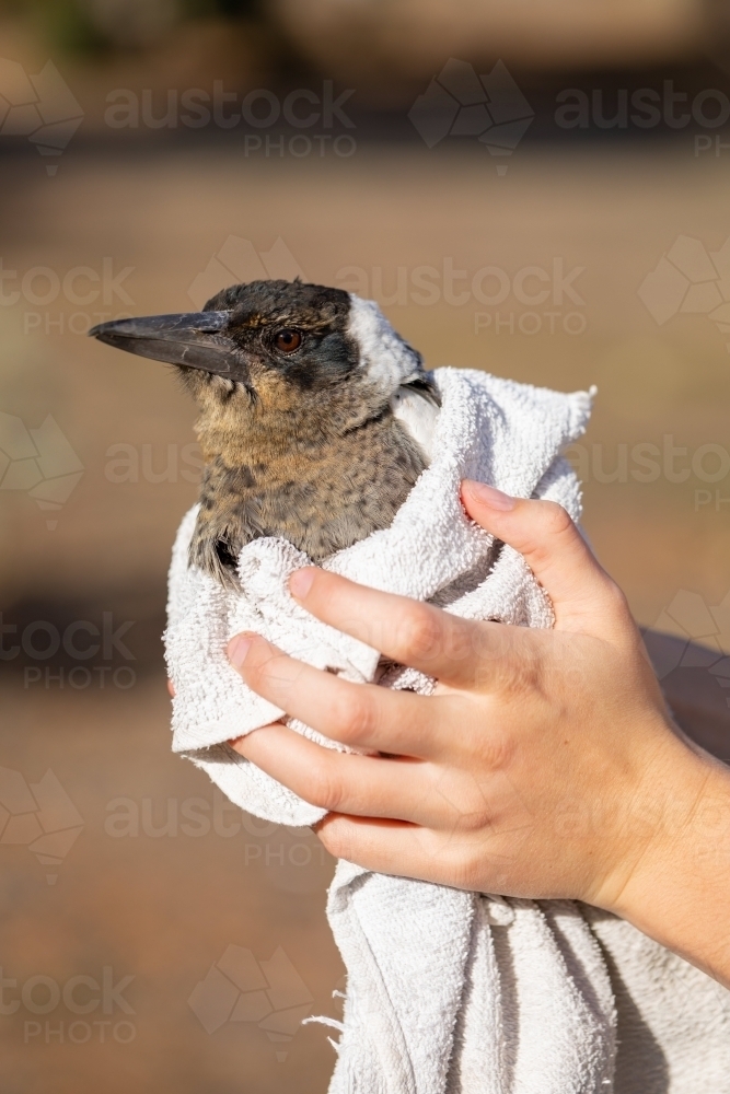 an injured magpie wrapped in a towel being held by young hands - Australian Stock Image