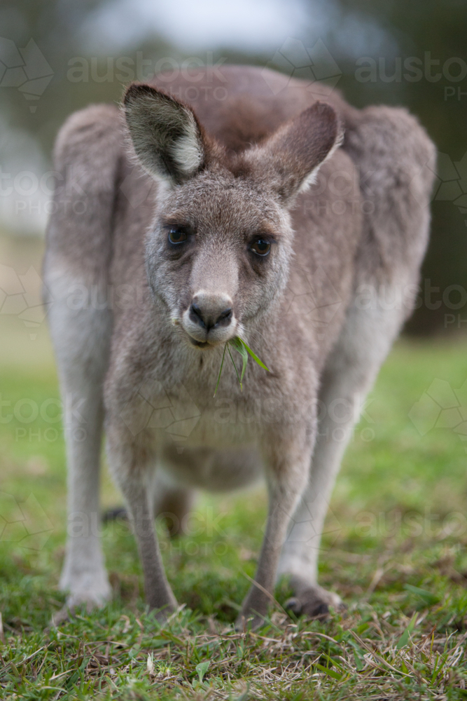 An inquisitive kangaroo looks up from grazing in Hunter Valley, New South Wales - Australian Stock Image