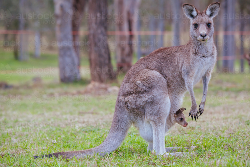 An inquisitive kangaroo looks up from grazing in Hunter Valley, New South Wales - Australian Stock Image