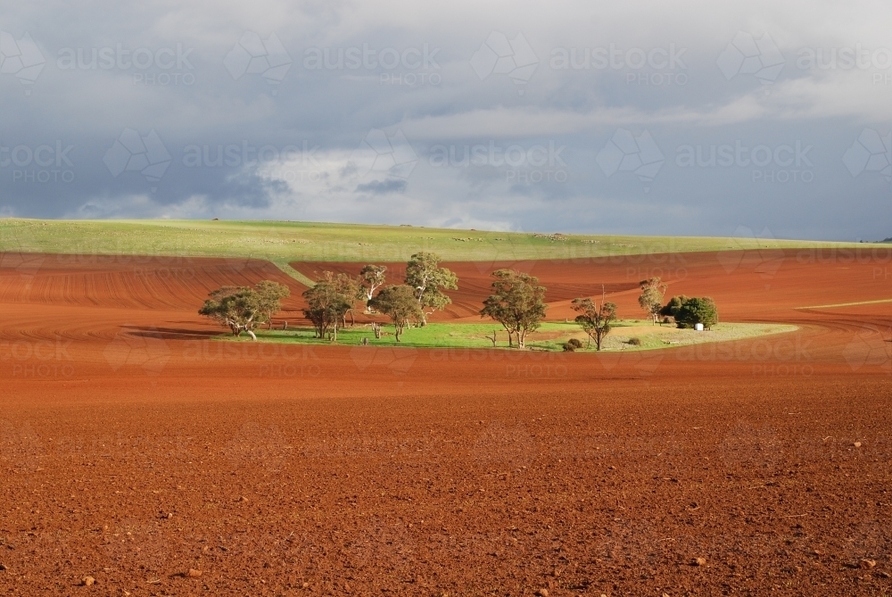 An oasis of green land in the middle of recently ploughed red earth - Australian Stock Image