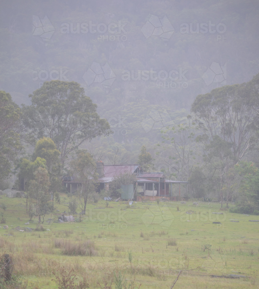 An old broken-down cottage in a green paddock with gum trees on a misty morning - Australian Stock Image
