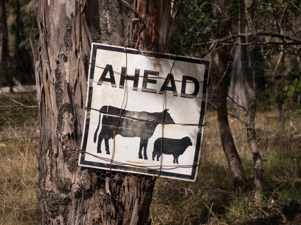 An old cattle  "AHEAD" sign wired to a gum tree : Austockphoto An old cattle  "AHEAD" sign wired to a gum tree - Australian Stock Image
