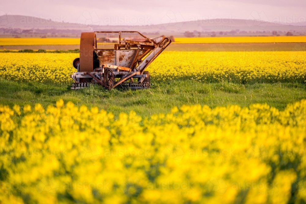 An old farm machine sitting in a paddock full of canola flowers - Australian Stock Image
