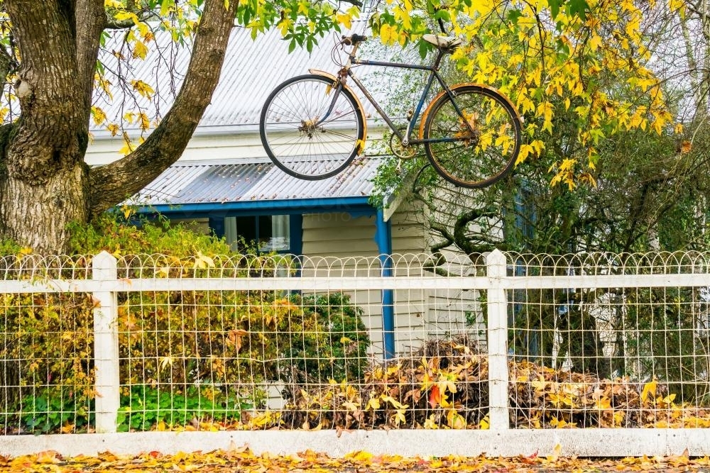 An old pushbike hangs from a tree above a fence - Australian Stock Image