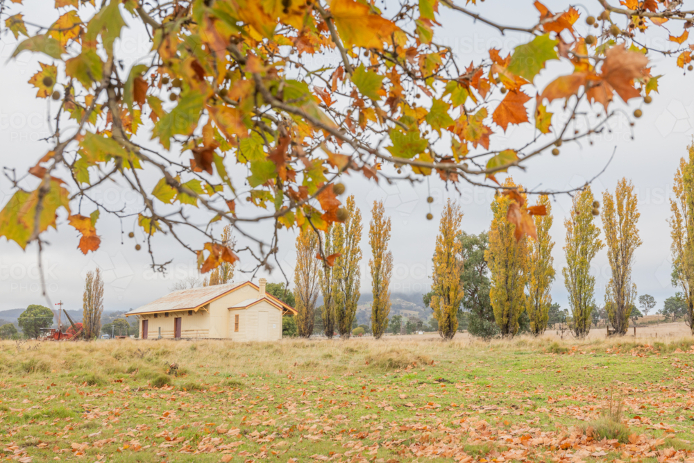 An old railway building with autumn poplars looking through autumn leaves - Australian Stock Image