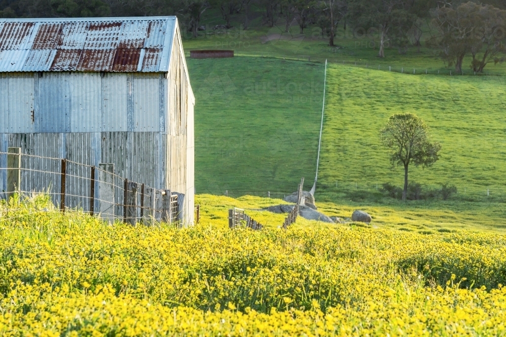 An old tin shed sits along a fenceline amongst a paddock of cape weed daisies - Australian Stock Image