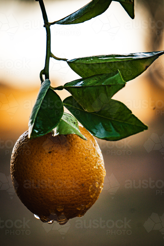 An orange hanging after rainfall - Australian Stock Image
