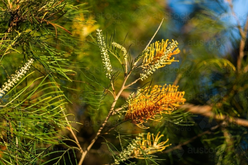 Image of An orange native Australian flowering plant, grevillea ...