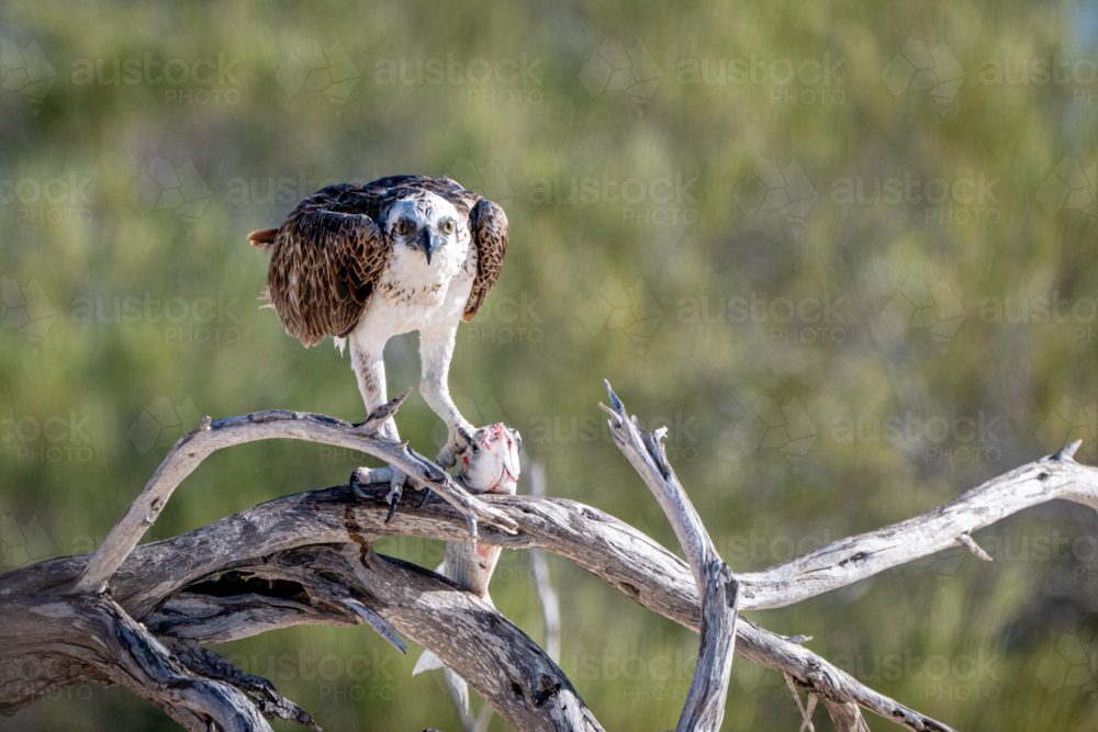 An osprey perches on a dead tree feeding on a fish while staring directly - Australian Stock Image