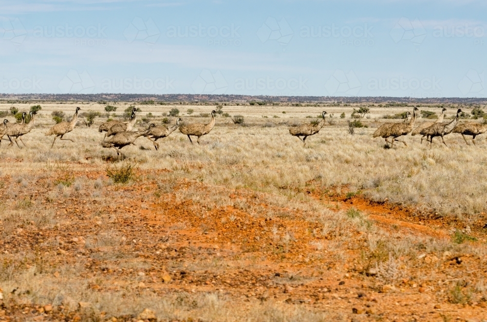 An out back scene of a flock of emus running in the dry desert grasses - Australian Stock Image