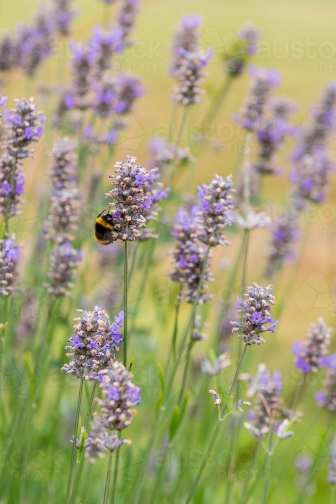 an unwanted feral bumble bee on lavender, Port Arthur, Tasmania - Australian Stock Image