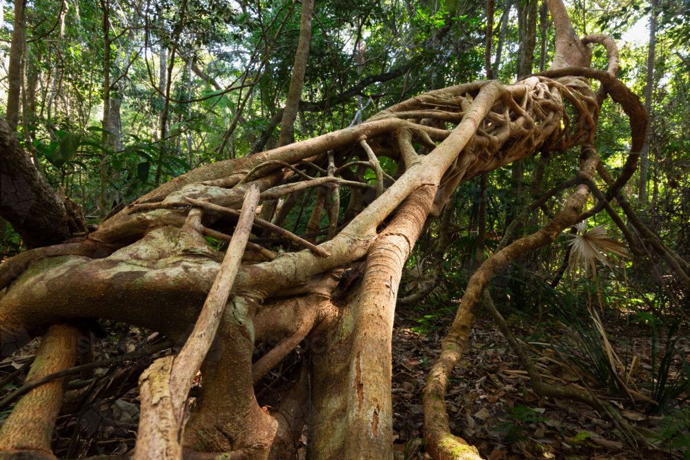 Ancient Australian strangler fig tree trunk in a lush, tropical rainforest - Australian Stock Image