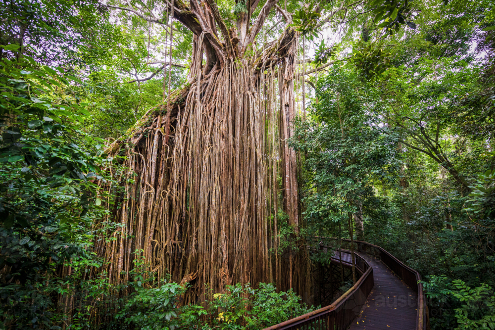 Ancient curtain fig tree towering over a winding rainforest boardwalk. - Australian Stock Image