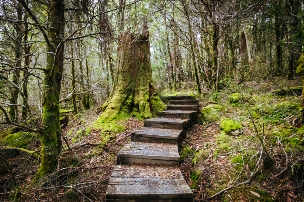 Ancient Myrtle Beech forest on the Arm River Track near the Overland Track on a cool autumn morning  - Australian Stock Image