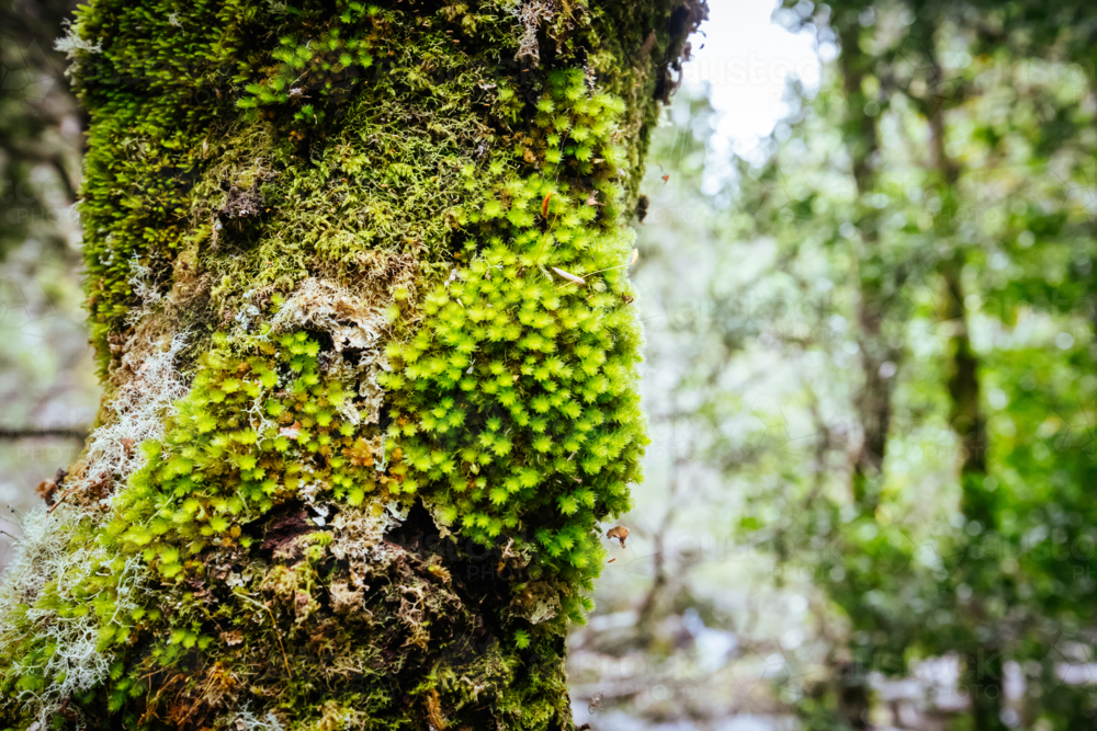 Ancient Myrtle Beech forest with moss and lichen detail on the Arm River Track - Australian Stock Image