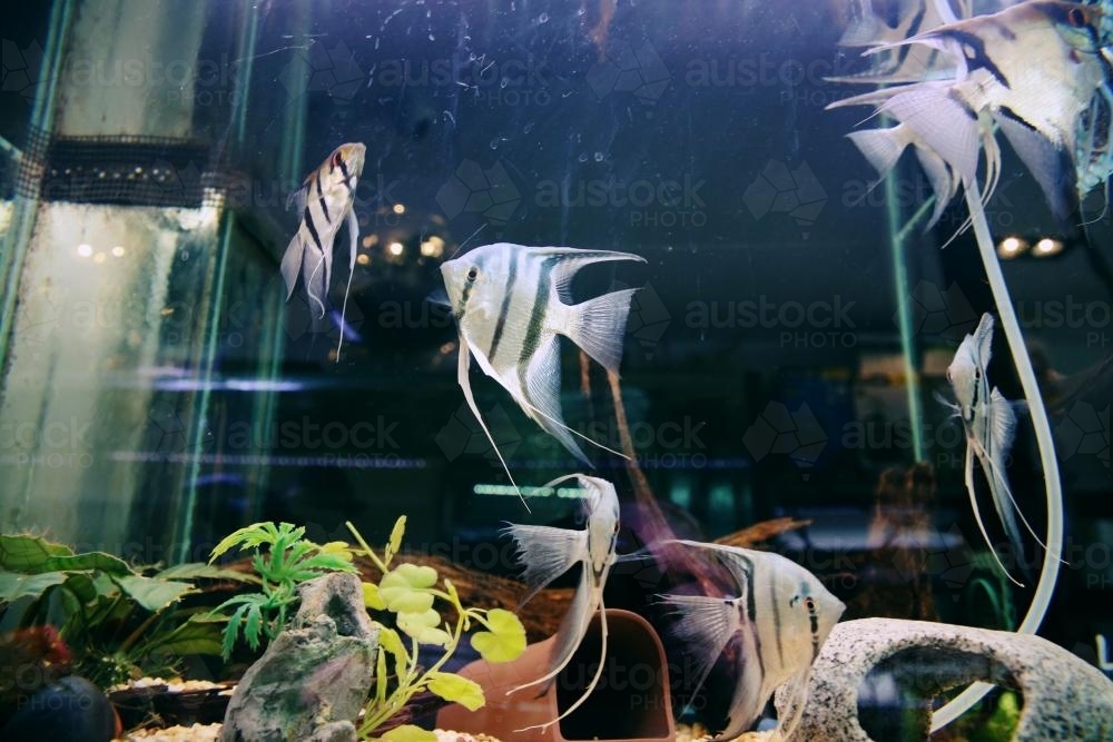 Angelfish in a fish tank - Australian Stock Image