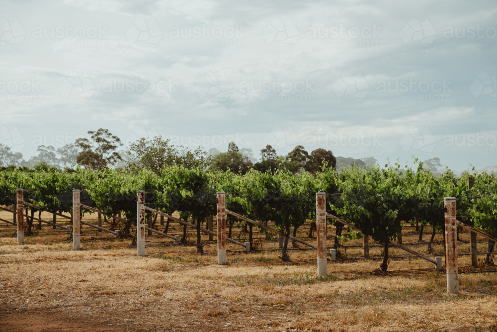 Angled view of grapevine rows at a Mudgee winery - Australian Stock Image