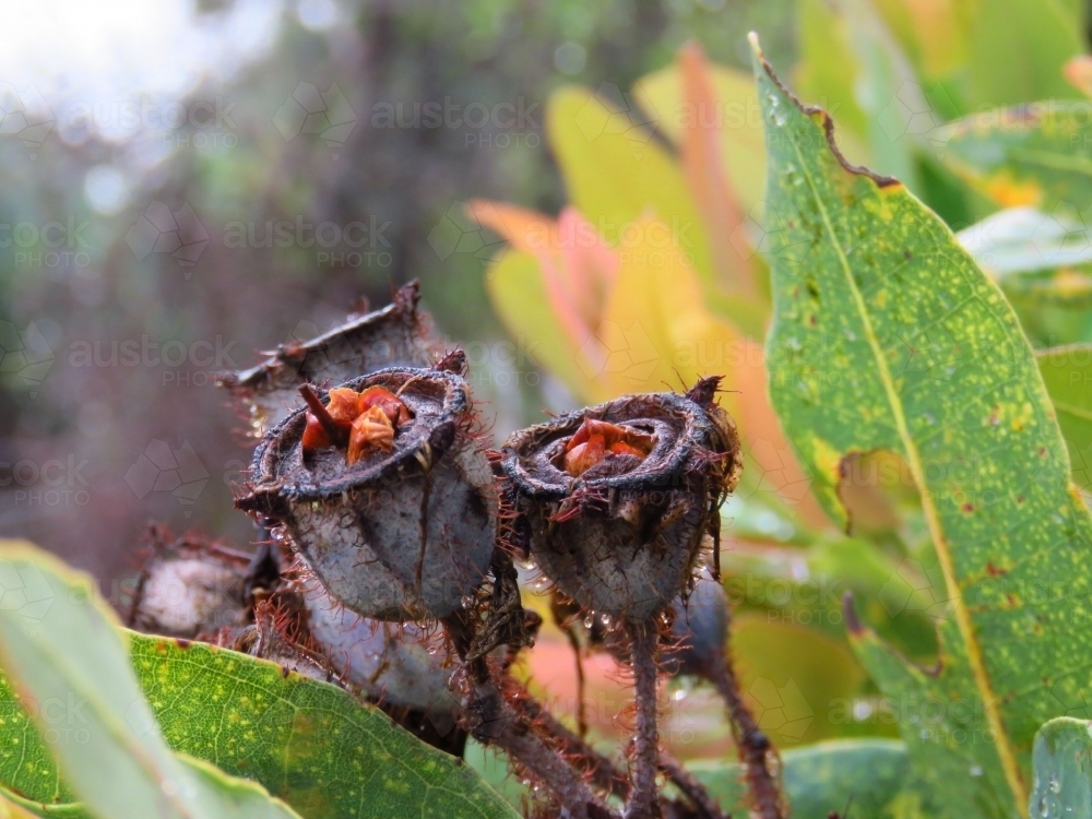 Angophora hispida fruit capsules and leaves - Australian Stock Image