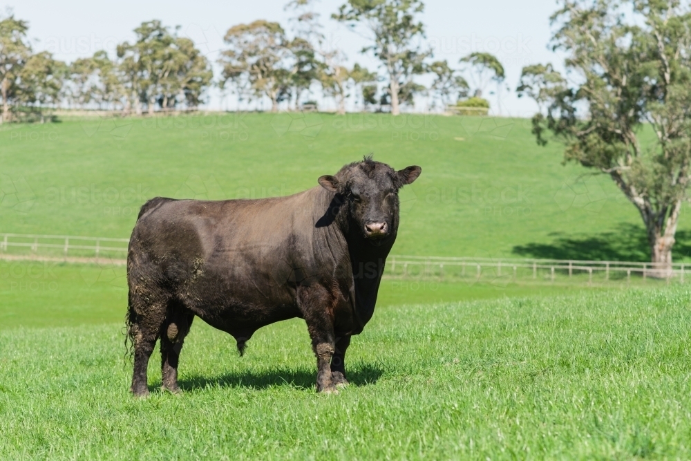 Image of angus bull in paddock Austockphoto