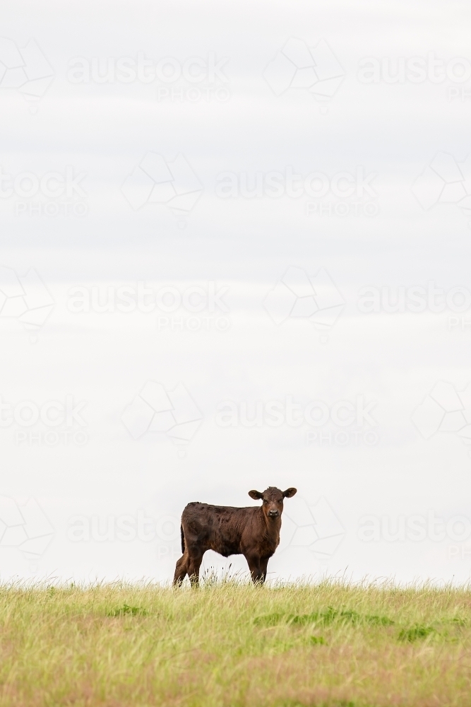 Angus calf in a grassy paddock - Australian Stock Image