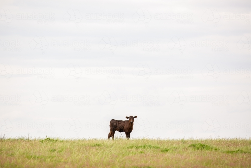 Angus calf in a grassy paddock - Australian Stock Image