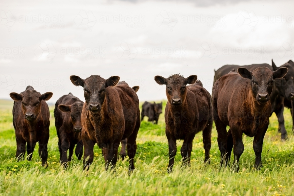 Angus calves in a grassy paddock - Australian Stock Image