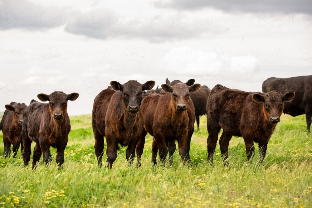 Angus calves in a grassy paddock - Australian Stock Image