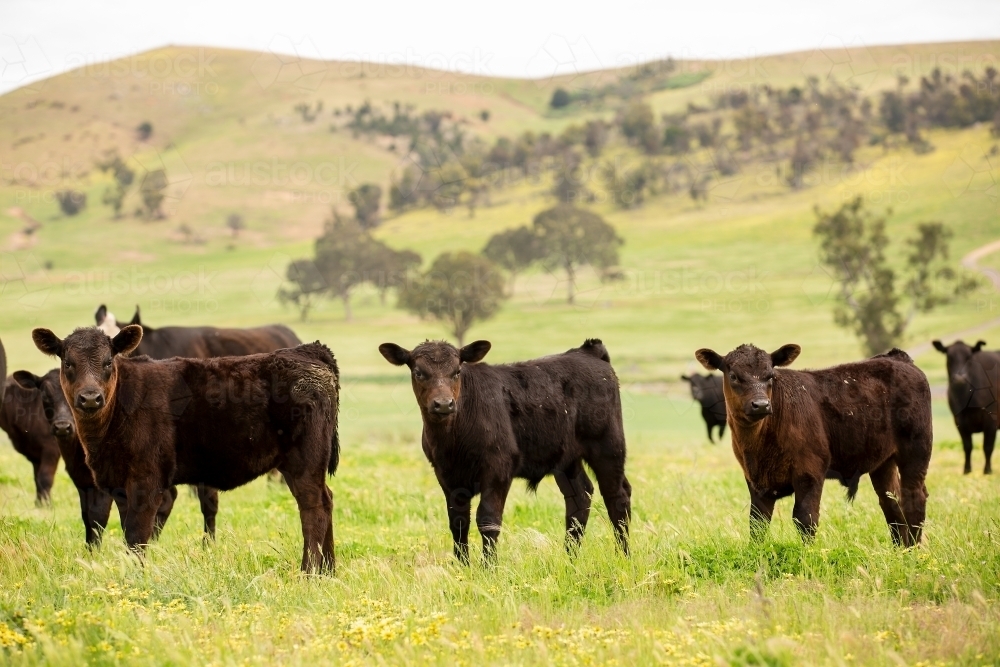 Angus calves in a grassy paddock - Australian Stock Image