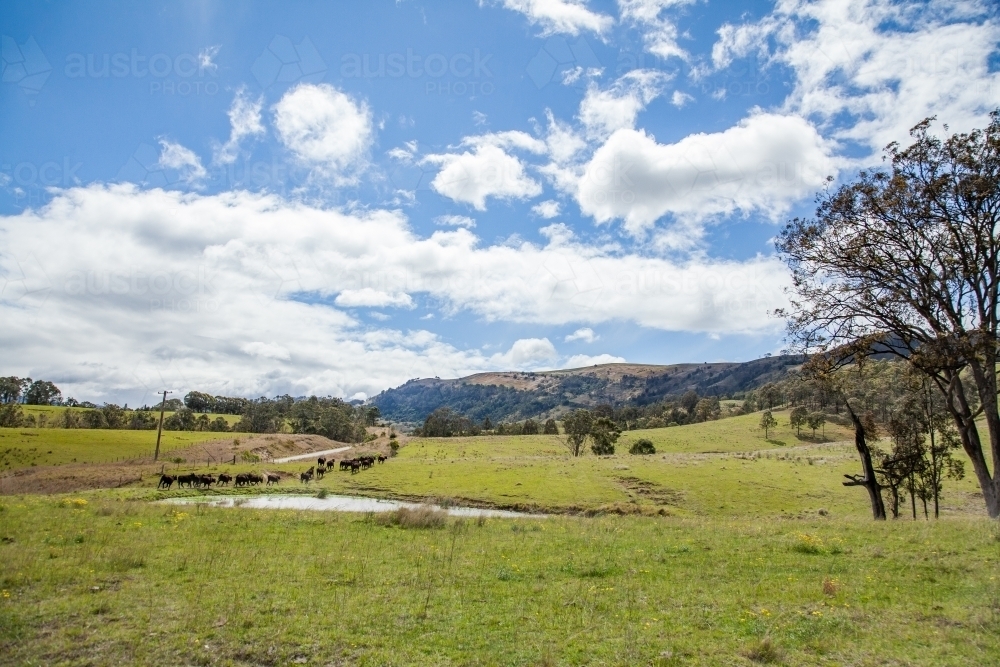 Angus cattle walking past a dam in a green paddock - Australian Stock Image