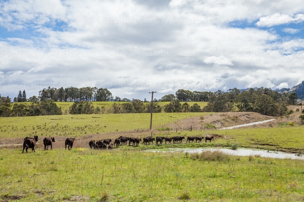 Angus cattle walking past a dam in a green paddock - Australian Stock Image